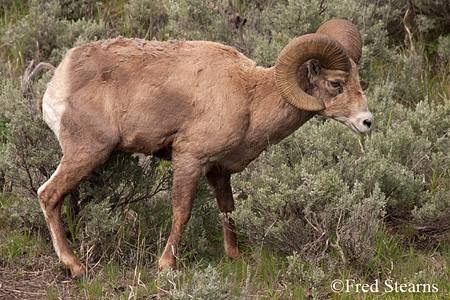 Yellowstone National Park Big Horn Ram